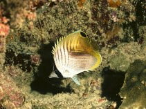 Image for Chaetodon auriga, Chaetodontidae, Threadfin butterflyfish.