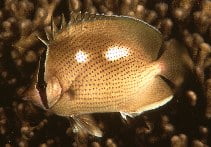 Image for Chaetodon citrinellus, Chaetodontidae, Speckled butterflyfish.
