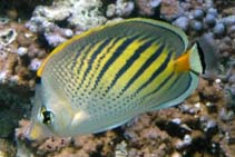 Image for Chaetodon pelewensis, Chaetodontidae, Sunset butterflyfish.