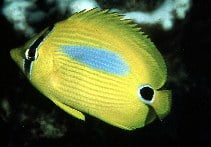 Image for Chaetodon plebeius, Chaetodontidae, Blueblotch butterflyfish.