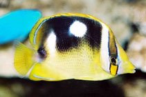 Image for Chaetodon quadrimaculatus, Chaetodontidae, Fourspot butterflyfish.