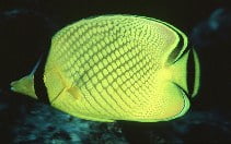 Image for Chaetodon rafflesii, Chaetodontidae, Latticed butterflyfish.