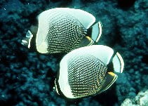 Image for Chaetodon reticulatus, Chaetodontidae, Mailed butterflyfish.
