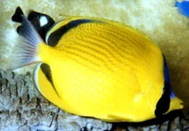 Image for Chaetodon semeion, Chaetodontidae, Dotted butterflyfish.