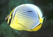 Image for Chaetodon trifasciatus, Chaetodontidae, Melon butterflyfish.