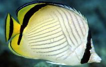 Image for Chaetodon vagabundus, Chaetodontidae, Vagabond butterflyfish.