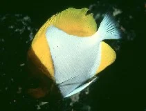 Image for Hemitaurichthys polylepis, Chaetodontidae, Pyramid butterflyfish.