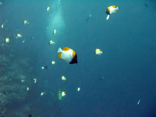 In Fiji the only species that regularly schools is the Pyramid Butterflyfish