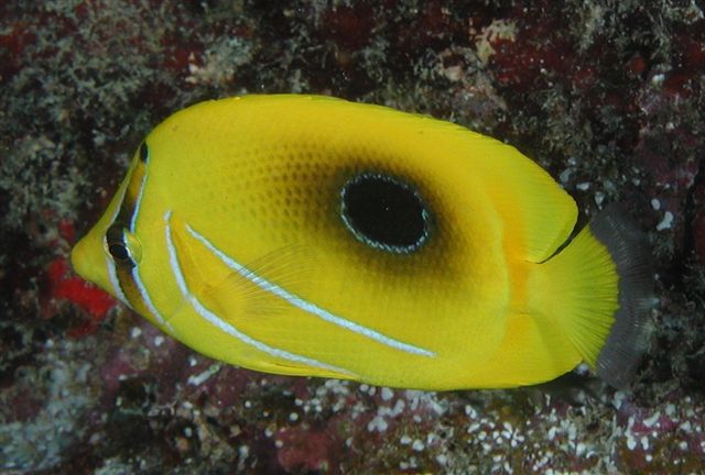 Bennett's butterflyfish, Fiji
