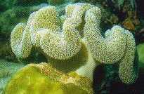 Leather corals polyps extended, Fiji
