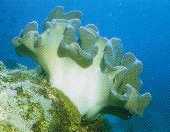Leather corals polyps retracted, Fiji