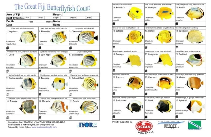 Fiji Butterflyfish Count Slate